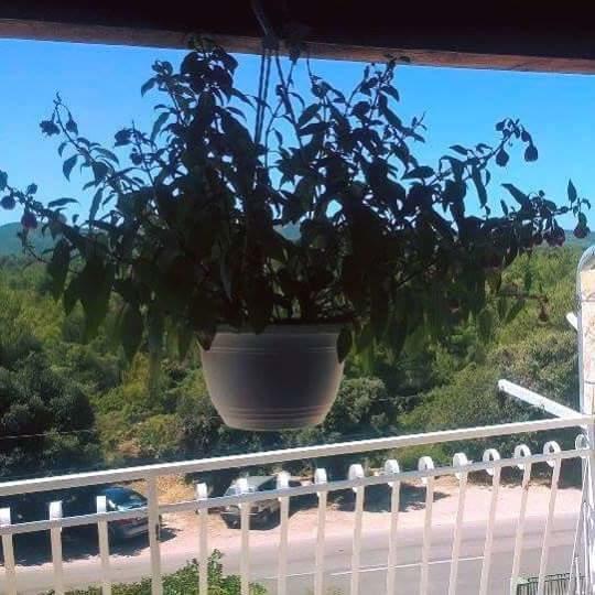 Apartments Lucija Solaris شيبينيك المظهر الخارجي الصورة